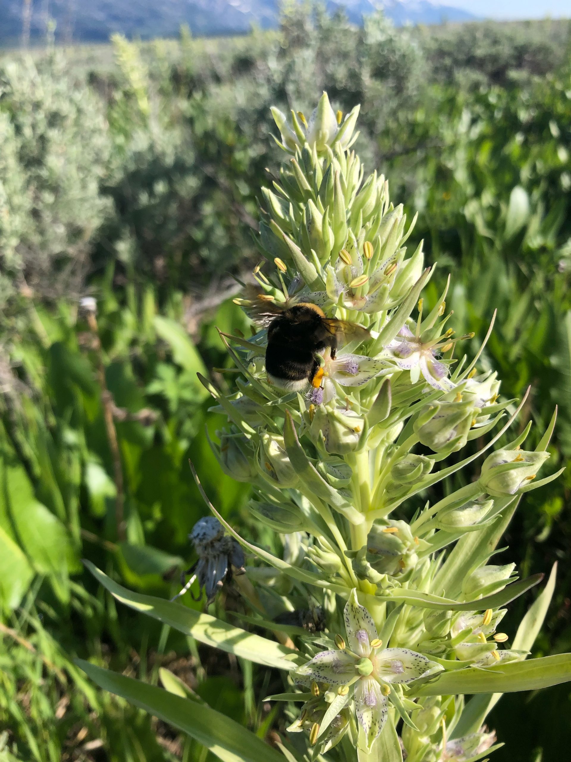 big bumblebee on a leafy green flower