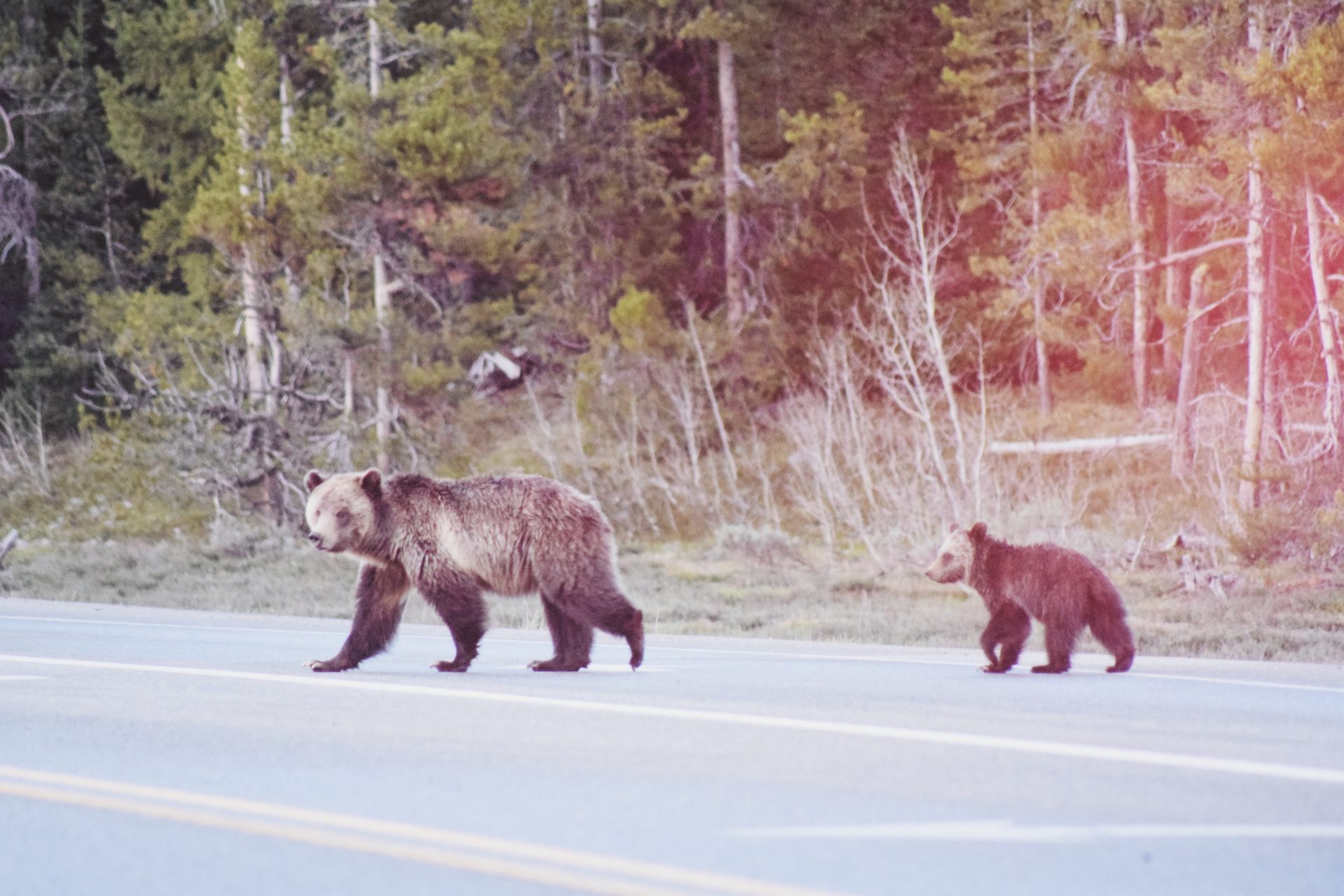A mama bear and her cub crossing a highway in the forest