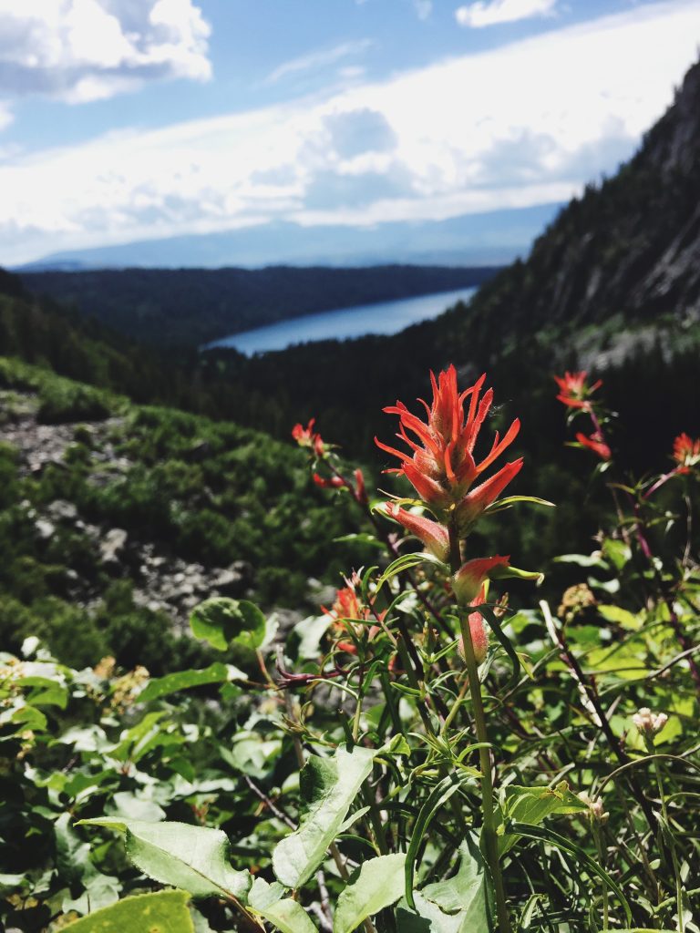 a red flower on a steep slope with a lake and mountains in the background