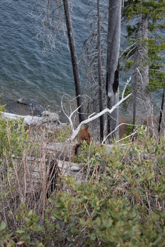 A marmot that is difficult to see in the underbrush next to a shoreline and trees