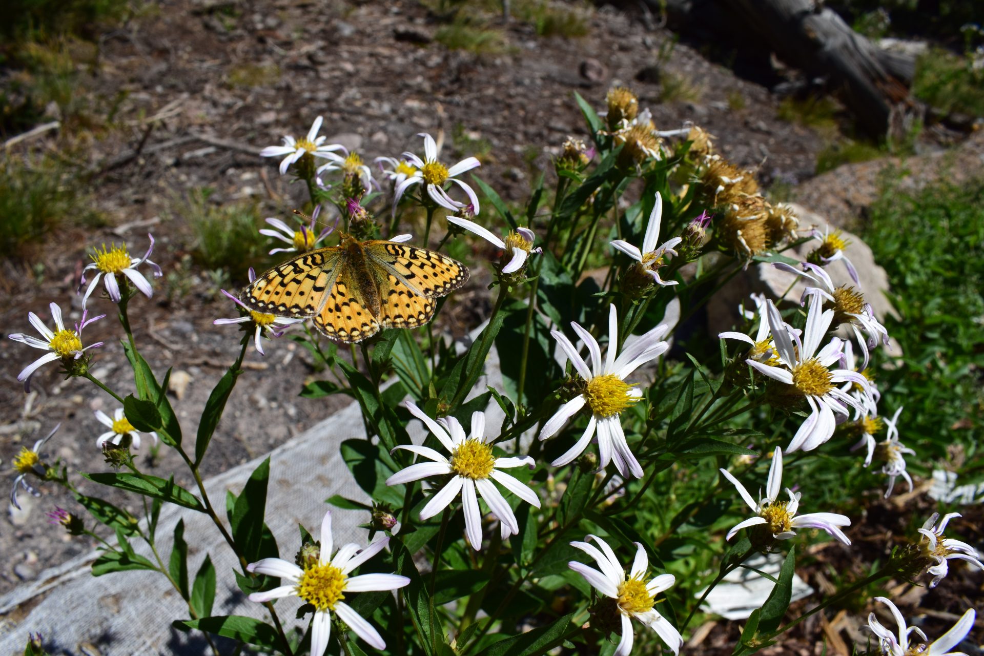 yellow butterfly on white flowers with long, skinny petals