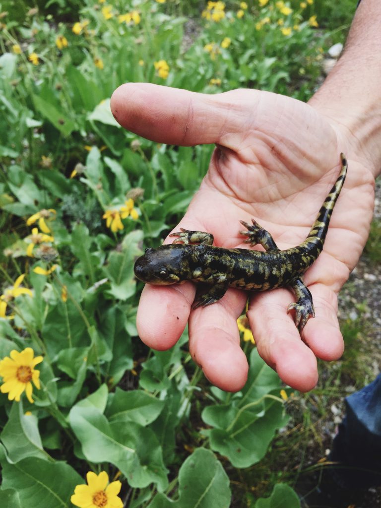 tiger salamander on someones hand with yellow flowers underneath