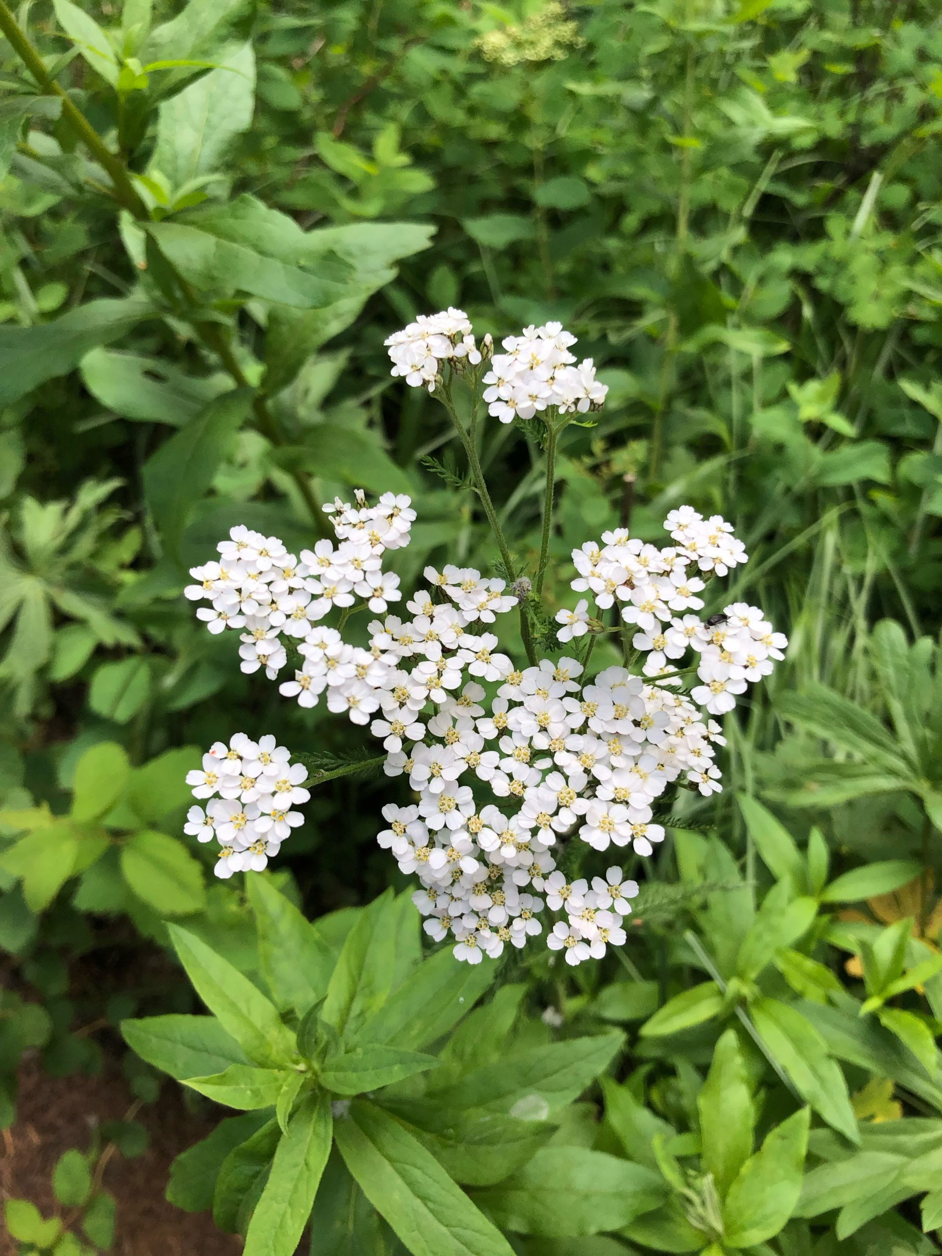 small white flowers and green leaves